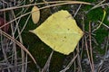 Green moss on the ground in the pine forest. Selective focus Royalty Free Stock Photo