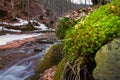 Moss grow on stone on a bank of river Pylypets, Carpathian Mountains in Transcarpathia down Gemba mountain, early spring evening