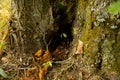 Green moss growing around a maple tree hollow