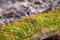 Green moss growing on bark of old growth tree Royalty Free Stock Photo