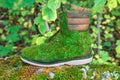 Green moss growing on a boot