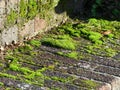 Green Moss growing on brick steps Royalty Free Stock Photo