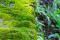 Green moss growing on a brick wall close up shot with selective focus Royalty Free Stock Photo