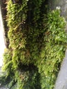 green moss growing on a damp doorpost, taken during the day