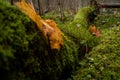 Green moss growing on a dead tree Royalty Free Stock Photo
