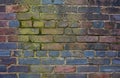 Green moss growing on a multicolour brick wall Royalty Free Stock Photo