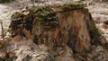 Green Moss Growing On Old Rotten Stump. Woods With Leaves Covering Forest Floor. Gimbal Shot. Royalty Free Stock Photo