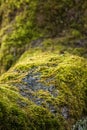 Green moss growing on an old tree branch