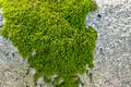 Green moss growing on rock