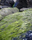 green moss growing on rocks on the beach Royalty Free Stock Photo