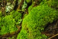 Green moss is growing at the root of the tree. Moss texture in nature for wallpaper. soft focus