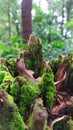 green moss growing on a rotting tree branch. Royalty Free Stock Photo