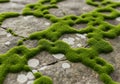 Green moss growing on stone surface with organic natural pattern Royalty Free Stock Photo