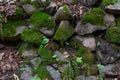 Green moss is growing on stones in forest. Royalty Free Stock Photo