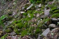 Green moss is growing on stones in forest. Royalty Free Stock Photo
