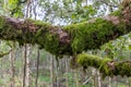 Green moss growing on a tree branch. Close-up forest nature image Royalty Free Stock Photo