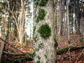 Green moss growing on tree trunk with forest background with fallen tree and brown leaves covered ground Royalty Free Stock Photo