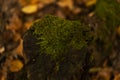 Green moss growing on a tree trunk in forest shade Royalty Free Stock Photo