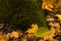 Green moss growing on a tree trunk in forest shade Royalty Free Stock Photo