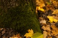 Green moss growing on a tree trunk in forest shade Royalty Free Stock Photo