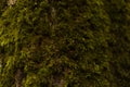 Green moss growing on a tree trunk in forest shade Royalty Free Stock Photo