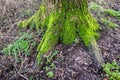 Green moss growing on the trunk of a tree Royalty Free Stock Photo