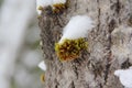 Green moss grows on a gray tree trunk in the forest. Snow lies from above in winter Royalty Free Stock Photo