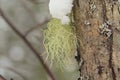 Green moss grows on a gray tree trunk in the forest. Snow lies from above in winter Royalty Free Stock Photo