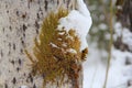 Green moss grows on a gray tree trunk in the forest. Snow lies from above in winter Royalty Free Stock Photo