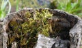 Green moss grows in mouldering stump Royalty Free Stock Photo