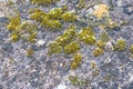 Green moss grows on stones. Wild nature. Moss on the stones close-up. The texture of the stone. The texture of the moss