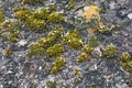 Green moss grows on stones. Wild nature. Moss on the stones close-up. The texture of the stone. The texture of the moss