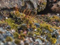 Green moss grows on stones. Wild nature. Moss on the stones close-up. The texture of the stone. The texture of the moss. Moss on a