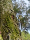 Green moss grows on tree tunk Royalty Free Stock Photo