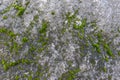 Green moss grows on uneven and rough surface of gray stone. Relief and texture of stone with fancy patterns and grass cover.