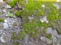 Green moss grows in the yard beside the house