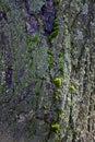 Green moss on grunge tree background