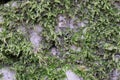 Green moss has grown on a wet brick. Old brickwork. Brick wall. White silicate brick. Crumbling brick from time to time Royalty Free Stock Photo