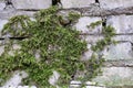 Green moss has grown on a wet brick. Old brickwork. Brick wall. White silicate brick. Crumbling brick from time to time Royalty Free Stock Photo