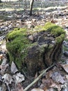 green moss on hemp in forest Royalty Free Stock Photo