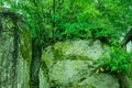 Green moss on huge boulders.