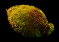 Green moss isolated on black background Royalty Free Stock Photo