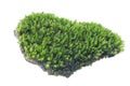 Green moss isolated on white background close up. Royalty Free Stock Photo