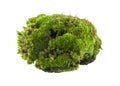 green moss isolated on white Royalty Free Stock Photo