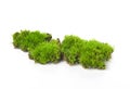 Green moss isolated on white bakground.