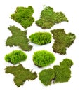 Green moss isolated on white bakground