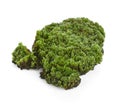 Green moss isolated on white background. Royalty Free Stock Photo