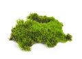 Green moss isolated on white bakground. Royalty Free Stock Photo