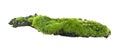 Green moss isolated on white Royalty Free Stock Photo