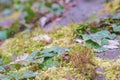 Green moss with ivy in spring Royalty Free Stock Photo